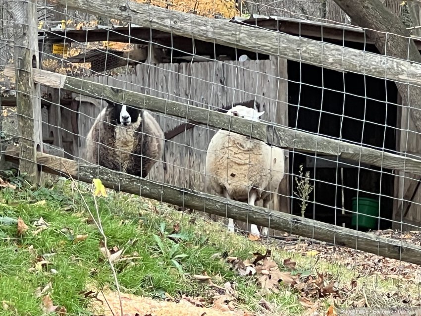 Анжела и Селеста — Куклы LeeAnn (Denis Bastien) и Marianna Oldenburg: винил (фото 9)