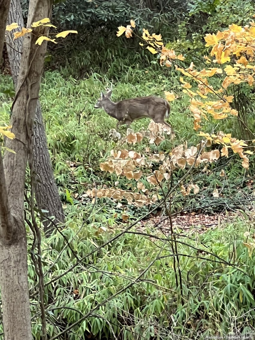Анжела и Селеста — Куклы LeeAnn (Denis Bastien) и Marianna Oldenburg: винил