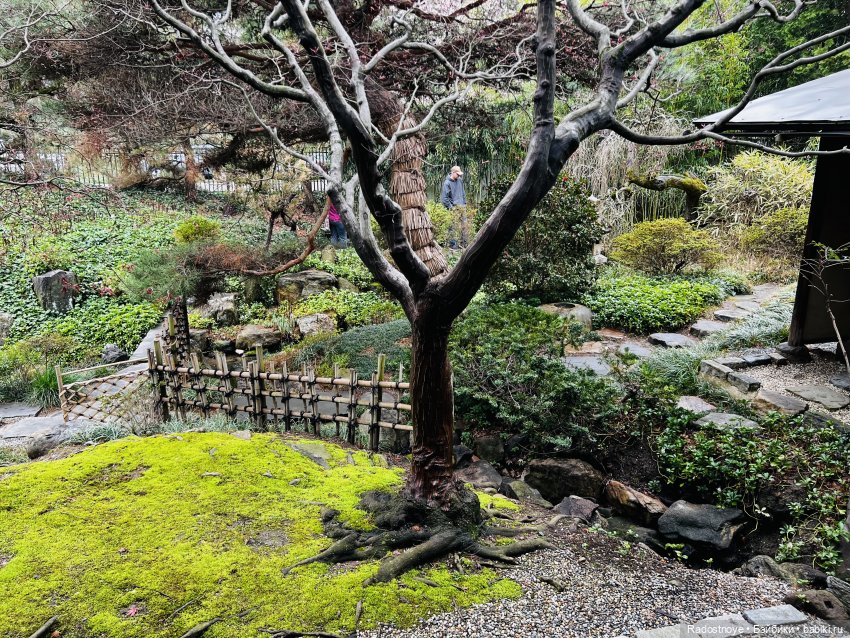 Цветение сакуры и посещение японского дома в Филадельфии