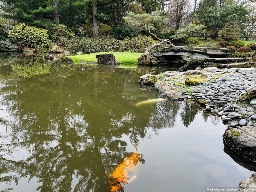 Цветение сакуры и посещение японского дома в Филадельфии