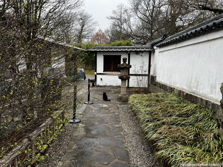 Цветение сакуры и посещение японского дома в Филадельфии (фото 2)