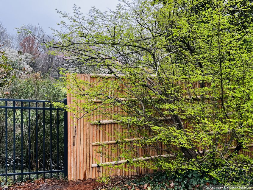 Цветение сакуры и посещение японского дома в Филадельфии (фото 3)