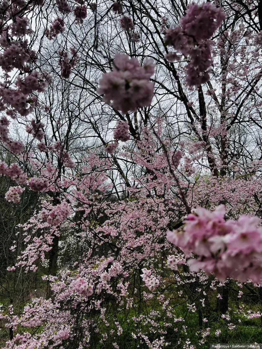 Цветение сакуры и посещение японского дома в Филадельфии