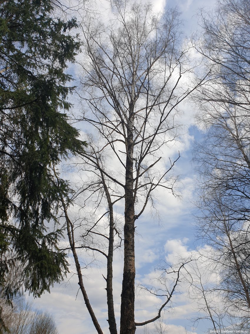Вылазка в лес — Болталка и разговоры обо всем: жизнь