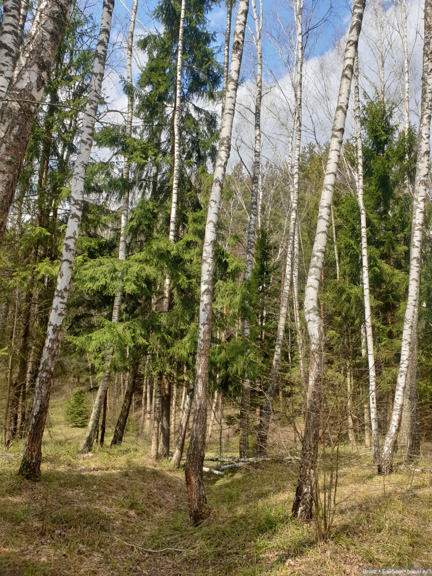 Вылазка в лес — Болталка и разговоры обо всем: жизнь (фото 4)