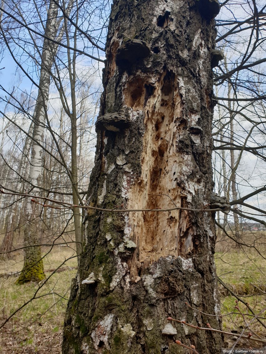 Вылазка в лес — Болталка и разговоры обо всем: жизнь