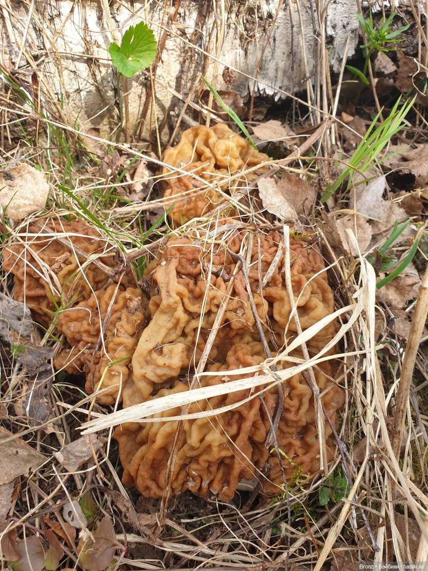 Вылазка в лес — Болталка и разговоры обо всем: жизнь (фото 9)