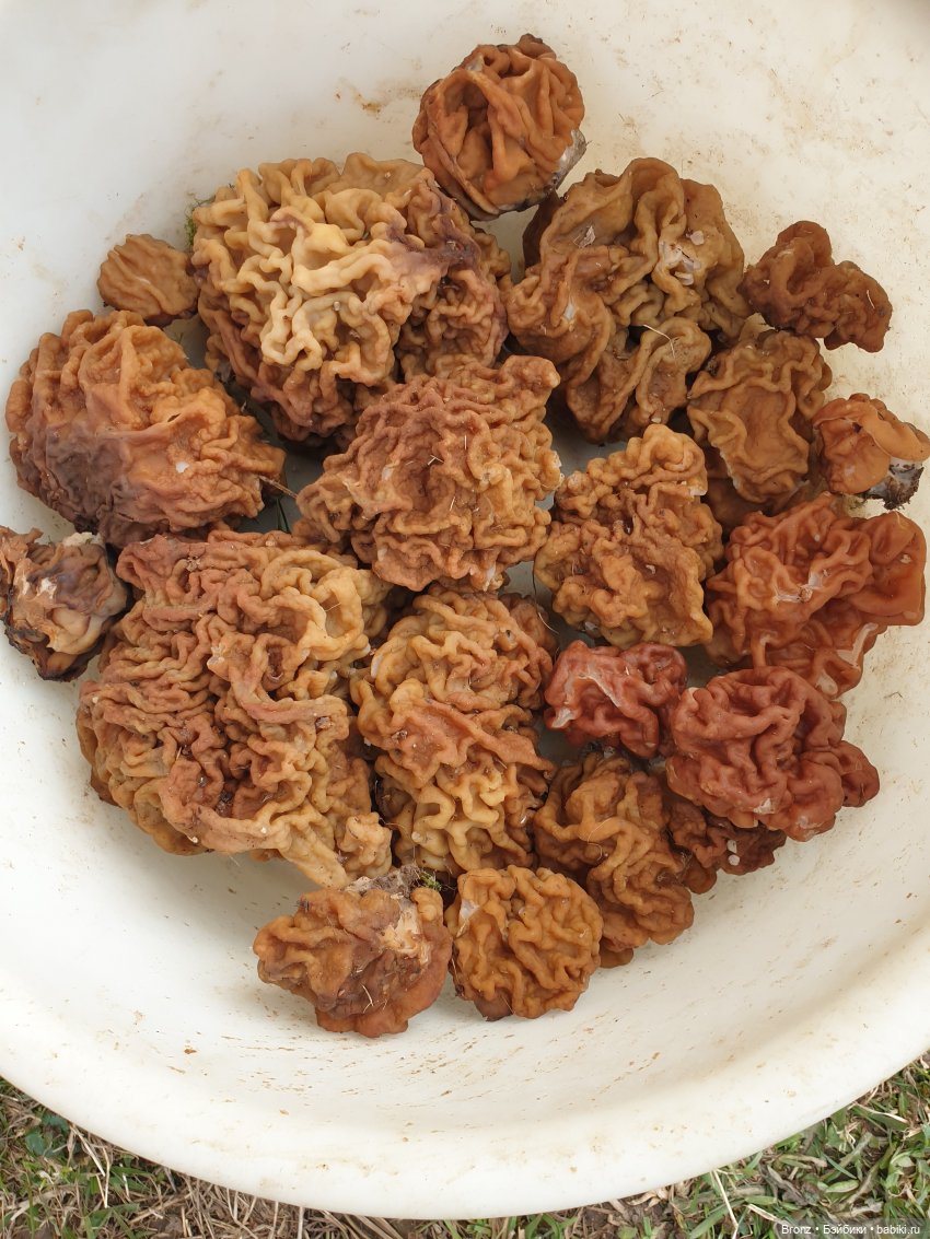 Вылазка в лес — Болталка и разговоры обо всем: жизнь