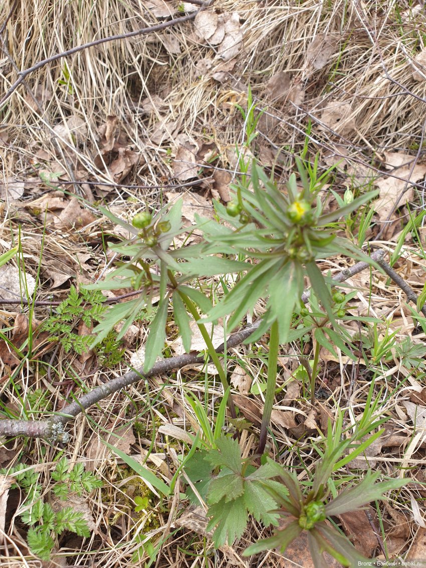 Вылазка в лес — Болталка и разговоры обо всем: жизнь