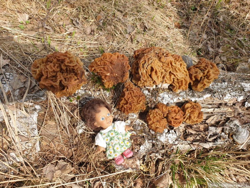 Вылазка в лес — Болталка и разговоры обо всем: жизнь (фото 10)