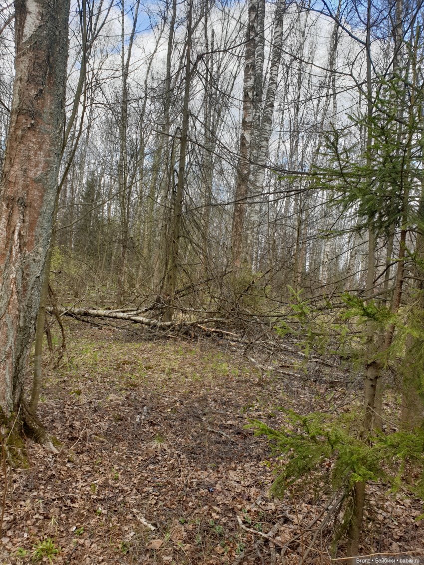 Вылазка в лес — Болталка и разговоры обо всем: жизнь
