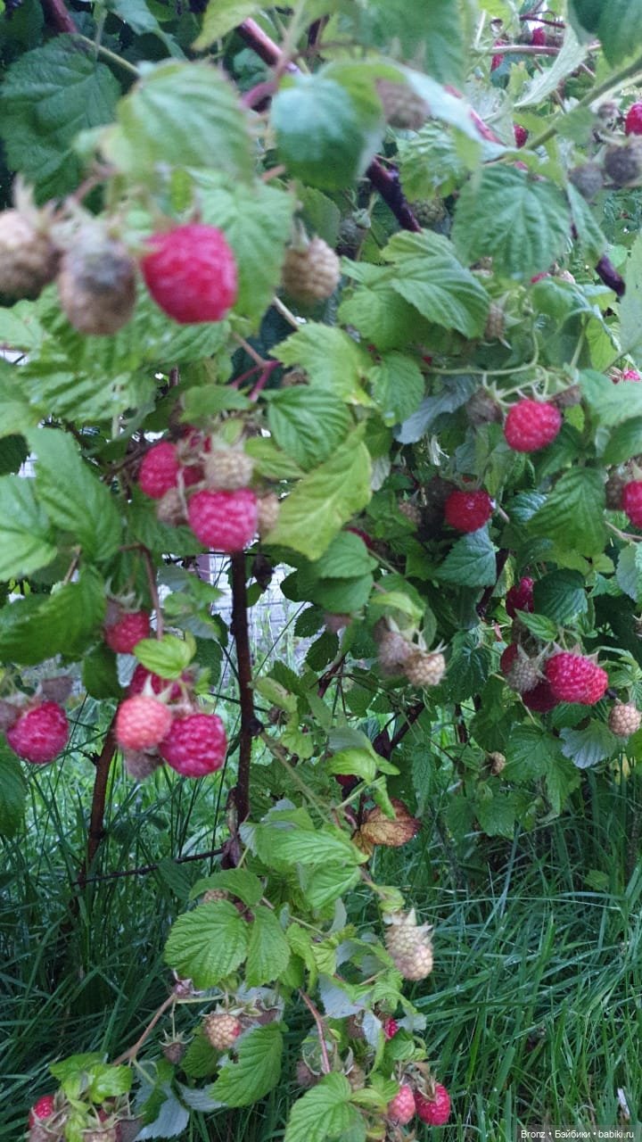Вспоминая лето | Бэйбики Вспоминая лето — Болталка и разговоры обо всем: жизнь