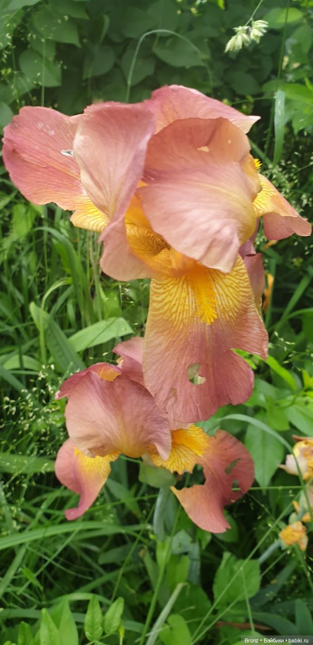 Вспоминая лето | Бэйбики Вспоминая лето — Болталка и разговоры обо всем: жизнь