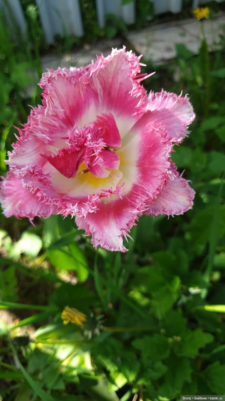 Вспоминая лето | Бэйбики Вспоминая лето — Болталка и разговоры обо всем: жизнь (фото 9)