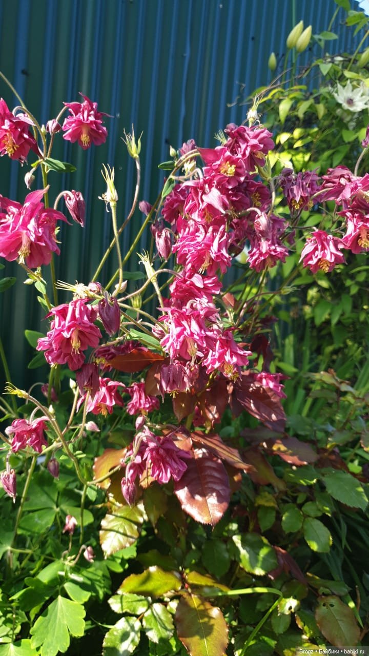 Вспоминая лето | Бэйбики Вспоминая лето — Болталка и разговоры обо всем: жизнь