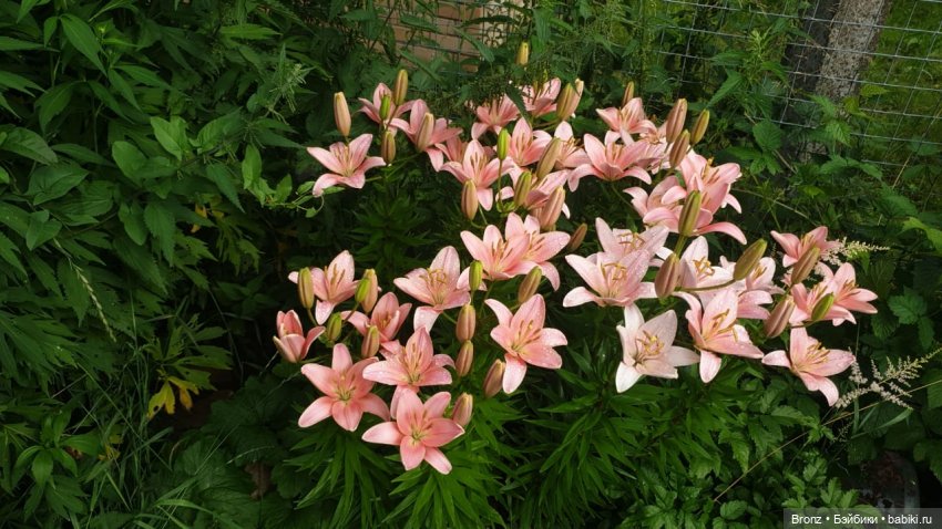 Вспоминая лето | Бэйбики Вспоминая лето — Болталка и разговоры обо всем: жизнь