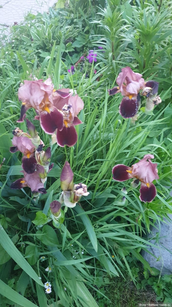 Вспоминая лето | Бэйбики Вспоминая лето — Болталка и разговоры обо всем: жизнь