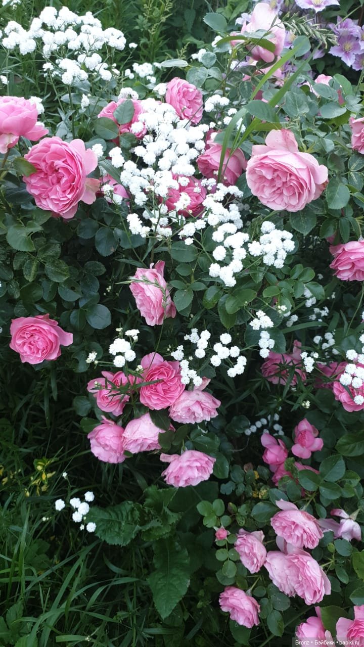 Вспоминая лето | Бэйбики Вспоминая лето — Болталка и разговоры обо всем: жизнь (фото 7)