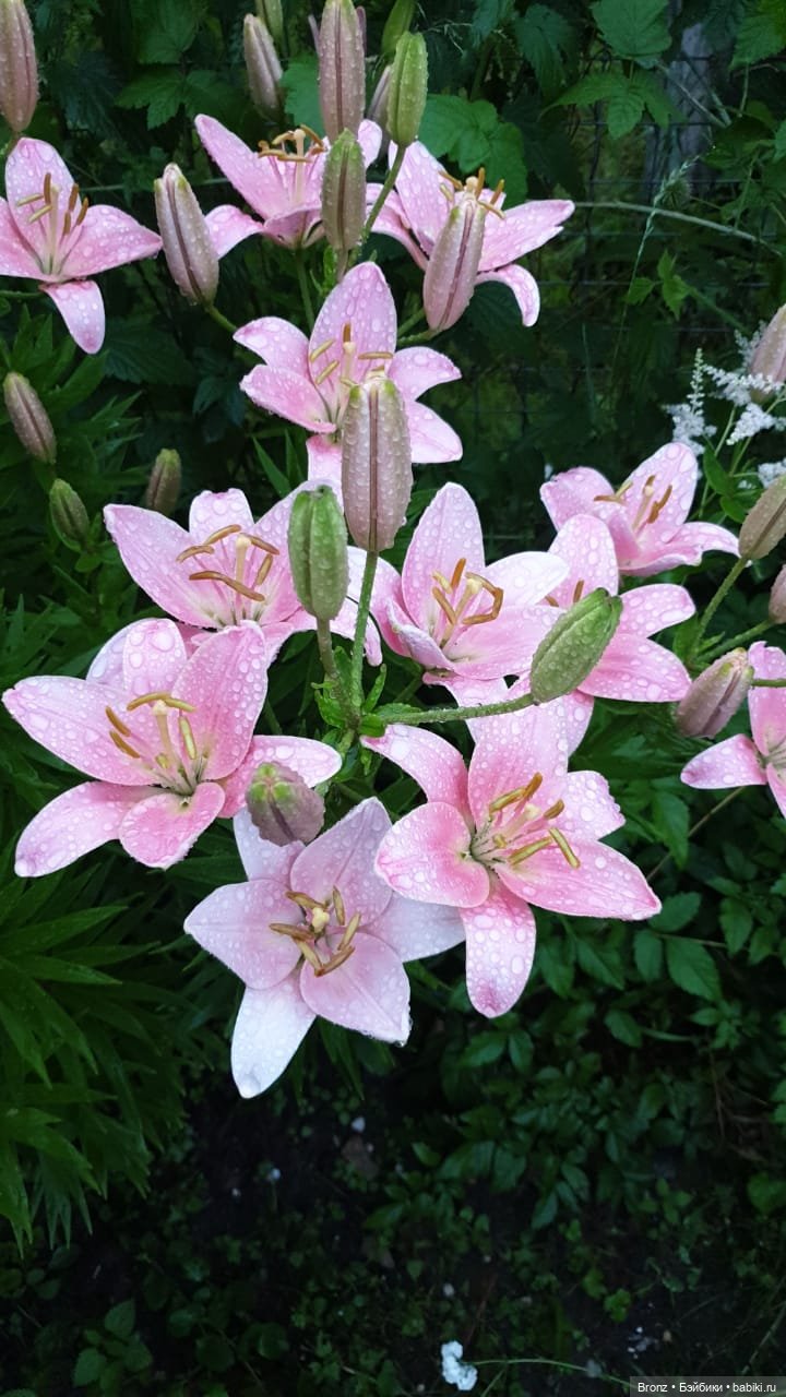 Вспоминая лето | Бэйбики Вспоминая лето — Болталка и разговоры обо всем: жизнь