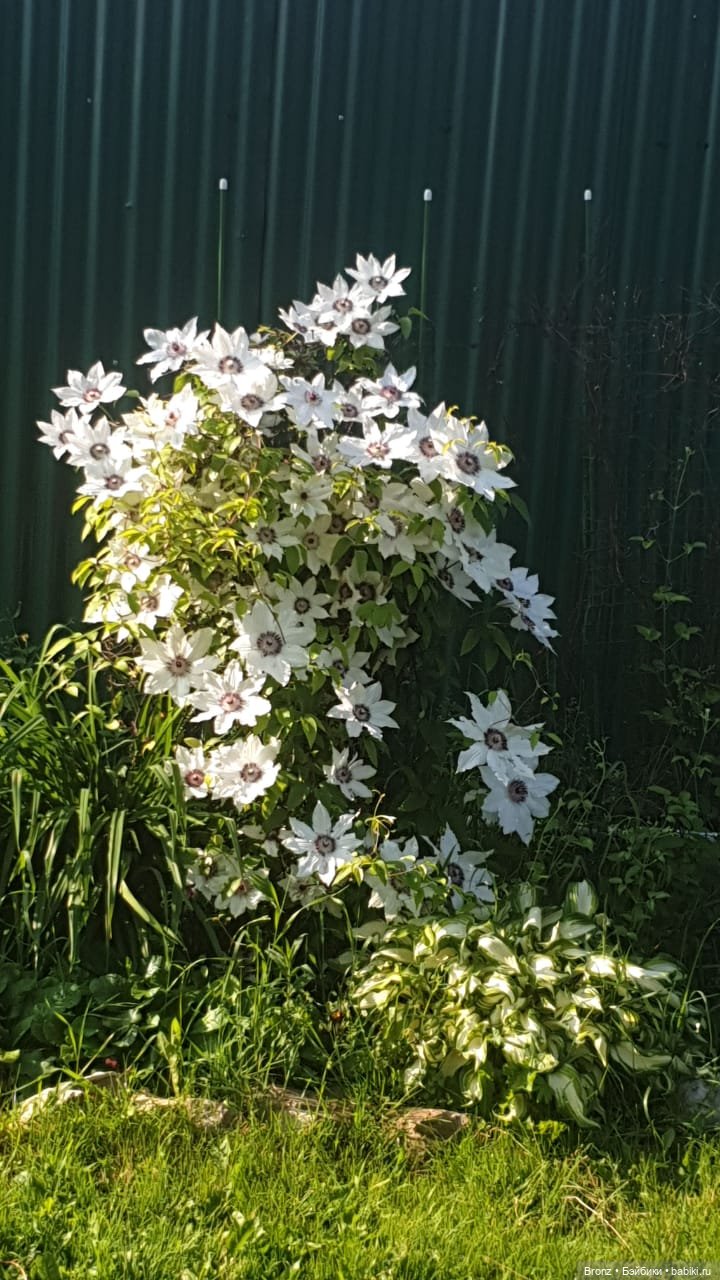 Вспоминая лето | Бэйбики Вспоминая лето — Болталка и разговоры обо всем: жизнь