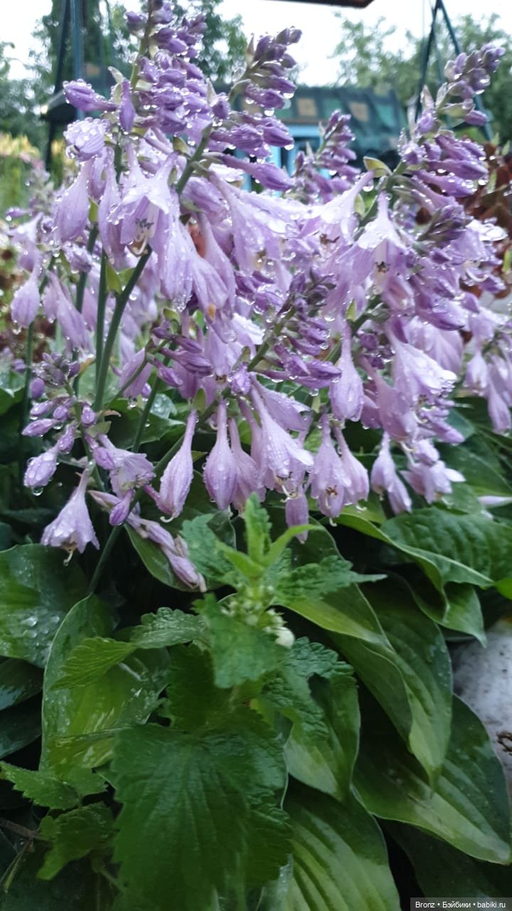 Вспоминая лето | Бэйбики Вспоминая лето — Болталка и разговоры обо всем: жизнь