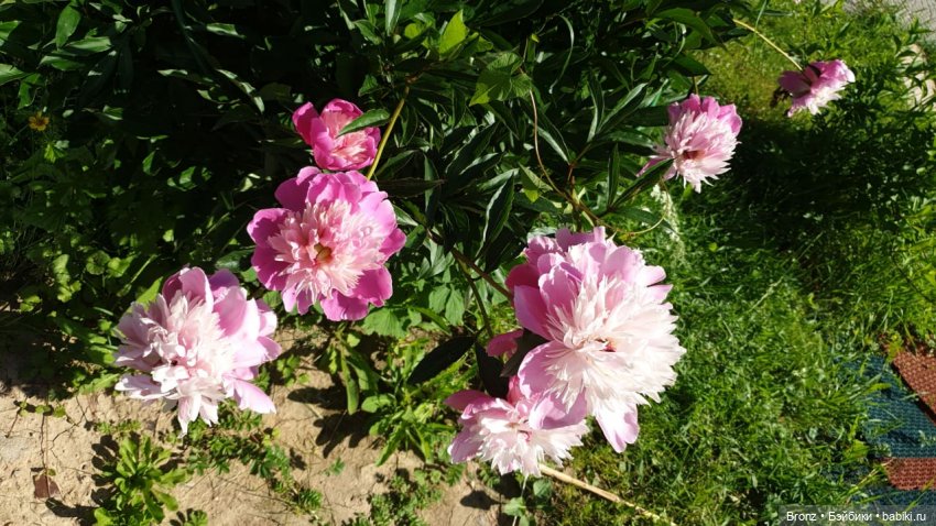 Вспоминая лето | Бэйбики Вспоминая лето — Болталка и разговоры обо всем: жизнь (фото 3)