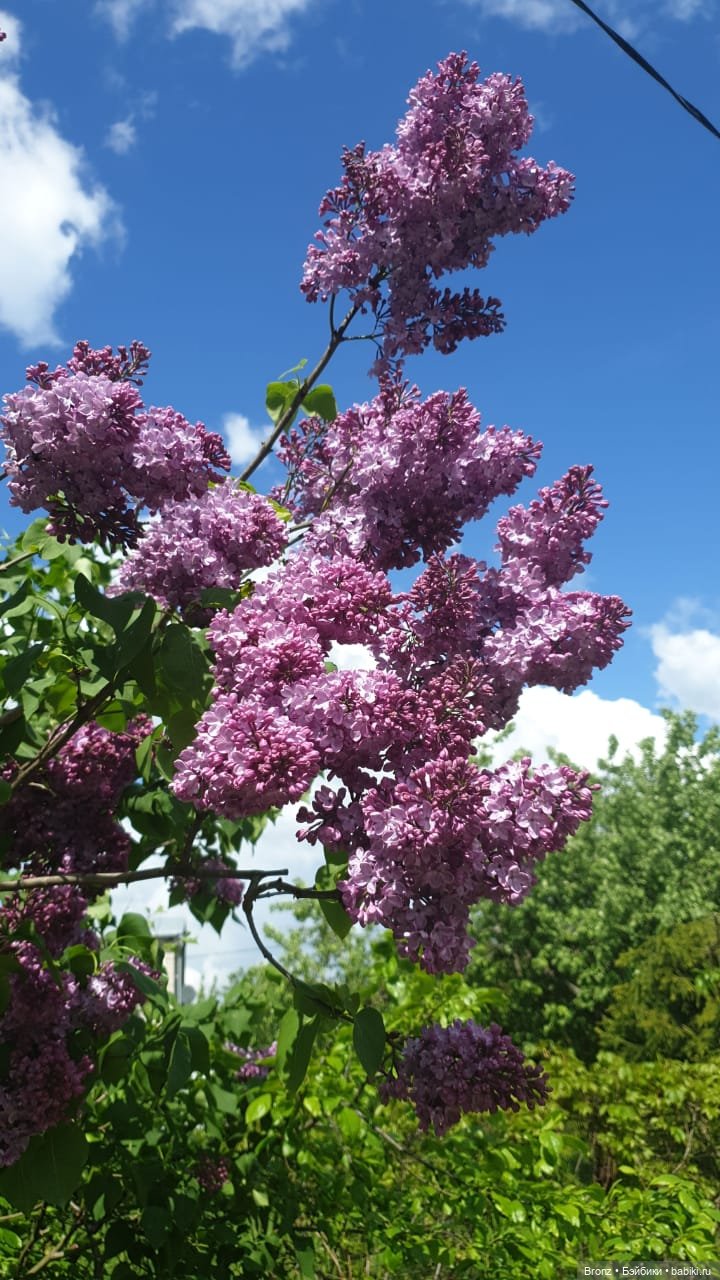 Вспоминая лето | Бэйбики Вспоминая лето — Болталка и разговоры обо всем: жизнь (фото 4)