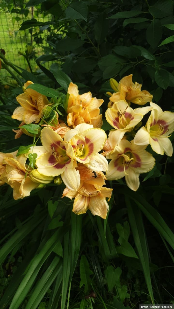 Вспоминая лето | Бэйбики Вспоминая лето — Болталка и разговоры обо всем: жизнь