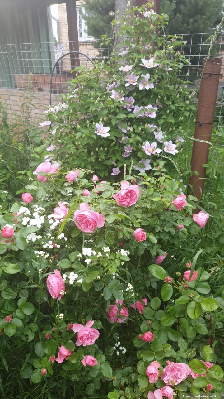 Вспоминая лето | Бэйбики Вспоминая лето — Болталка и разговоры обо всем: жизнь (фото 2)