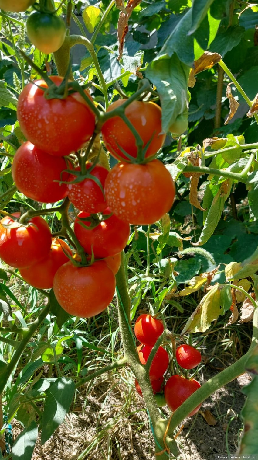 Нечаянная радость - 2 — Гибриды шарнирных кукол (не БЖД): подбор тела (фото 5)