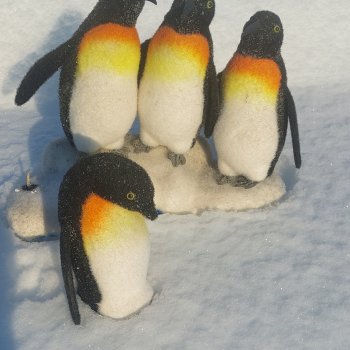 Пингвины! У нас во дворе!