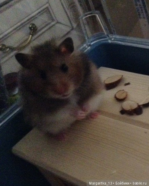 Любимый питомец | Бэйбики Любимый питомец — Болталка и разговоры обо всем: жизнь