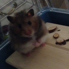 Любимый питомец