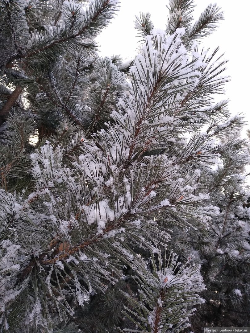 Один чудесный зимний день | Бэйбики Один чудесный зимний день