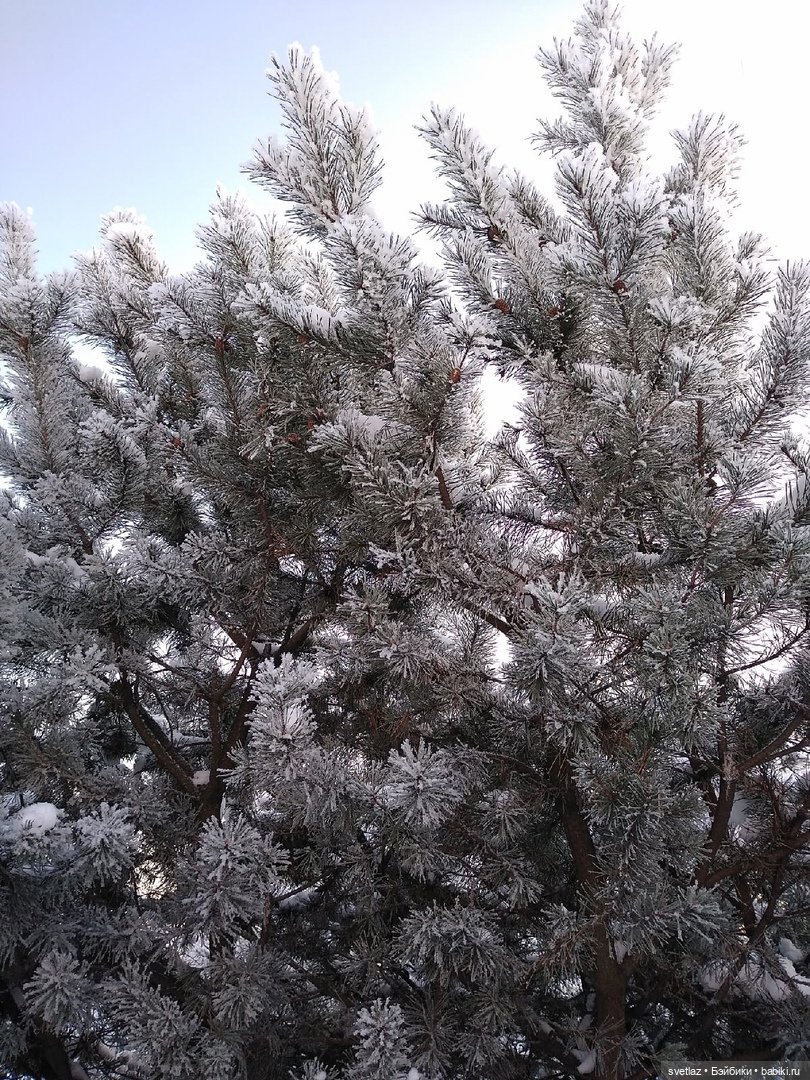 Один чудесный зимний день | Бэйбики Один чудесный зимний день