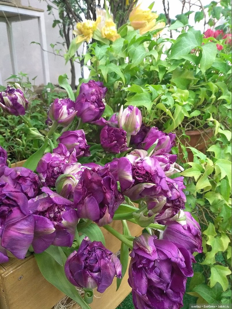 Весна, весна! Цветы, цветы