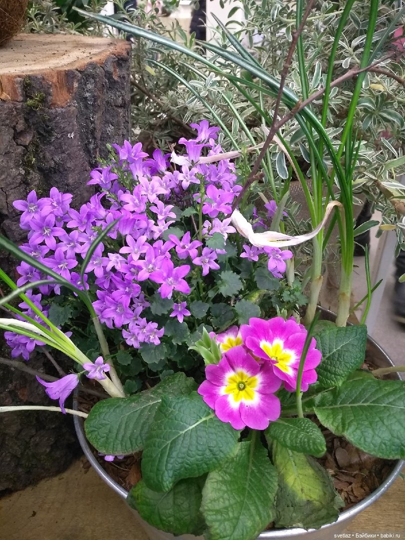 Весна, весна! Цветы, цветы