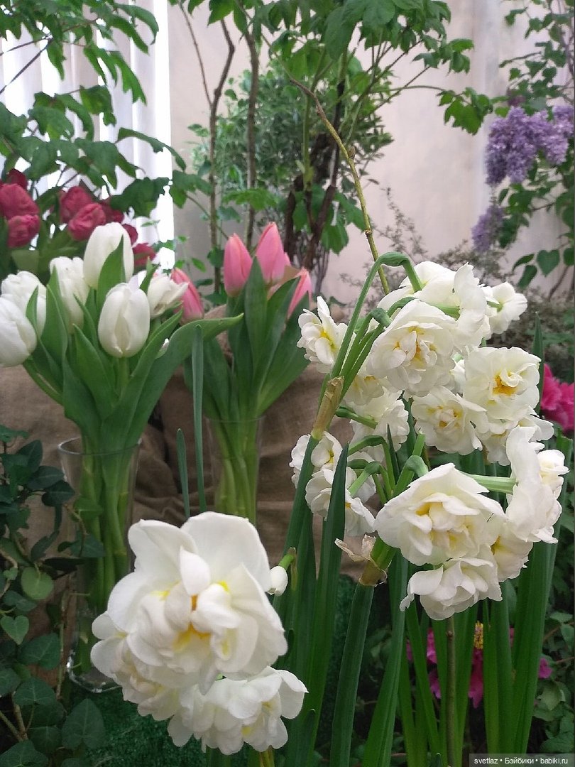 Весна, весна! Цветы, цветы