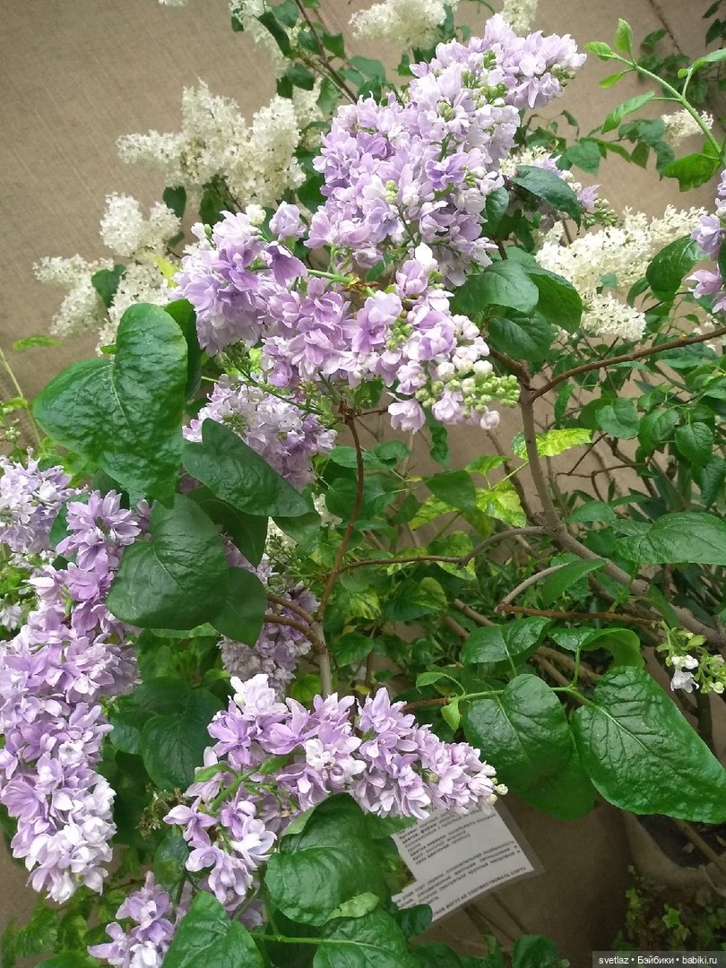 Весна, весна! Цветы, цветы