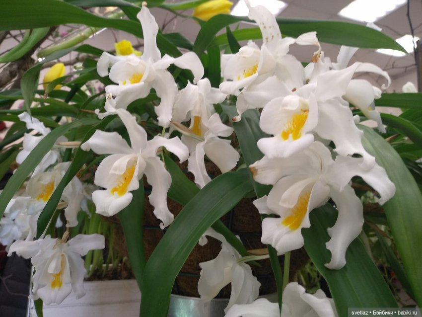 Весна, весна! Цветы, цветы