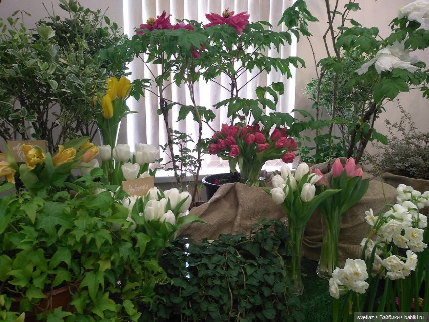 Весна, весна! Цветы, цветы