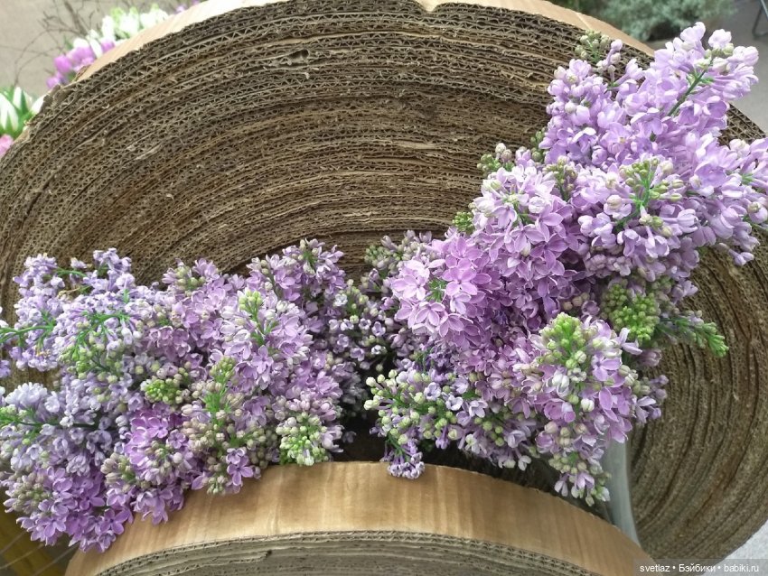 Весна, весна! Цветы, цветы