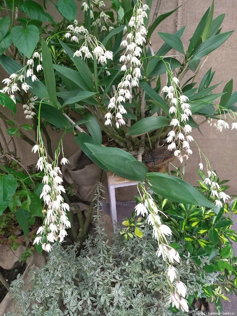 Весна, весна! Цветы, цветы