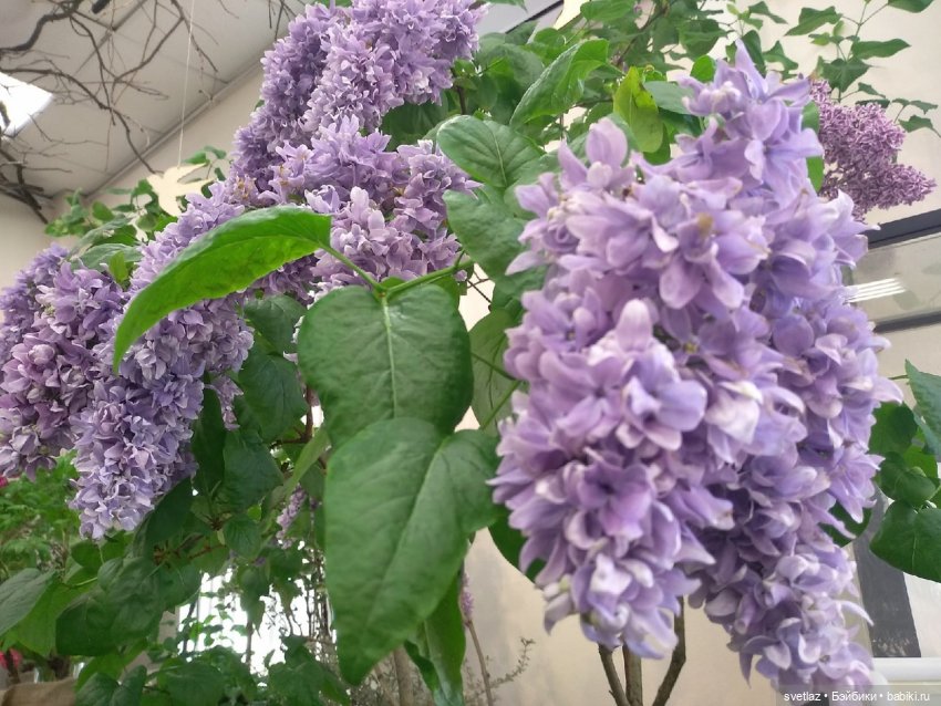 Весна, весна! Цветы, цветы