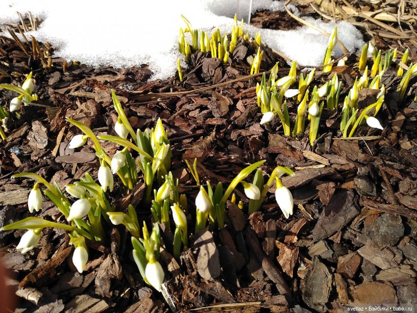 Весна, весна! Цветы, цветы