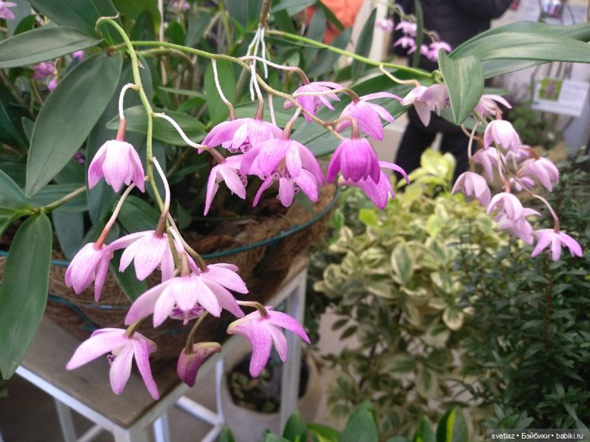 Весна, весна! Цветы, цветы