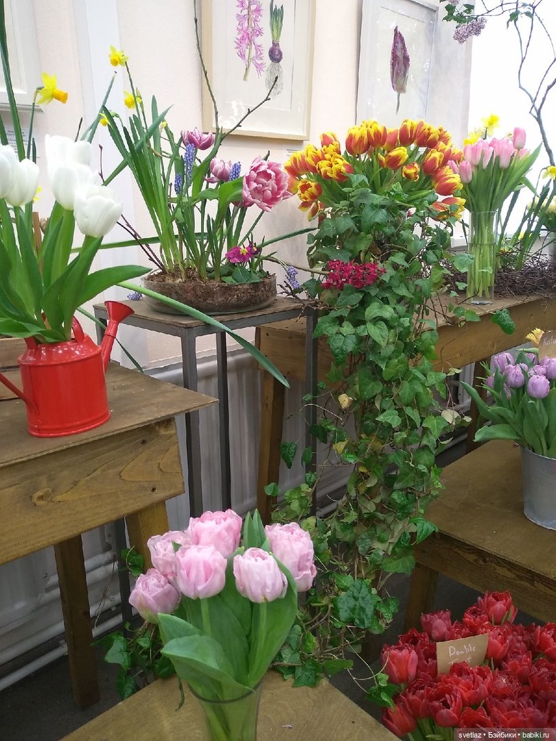 Весна, весна! Цветы, цветы