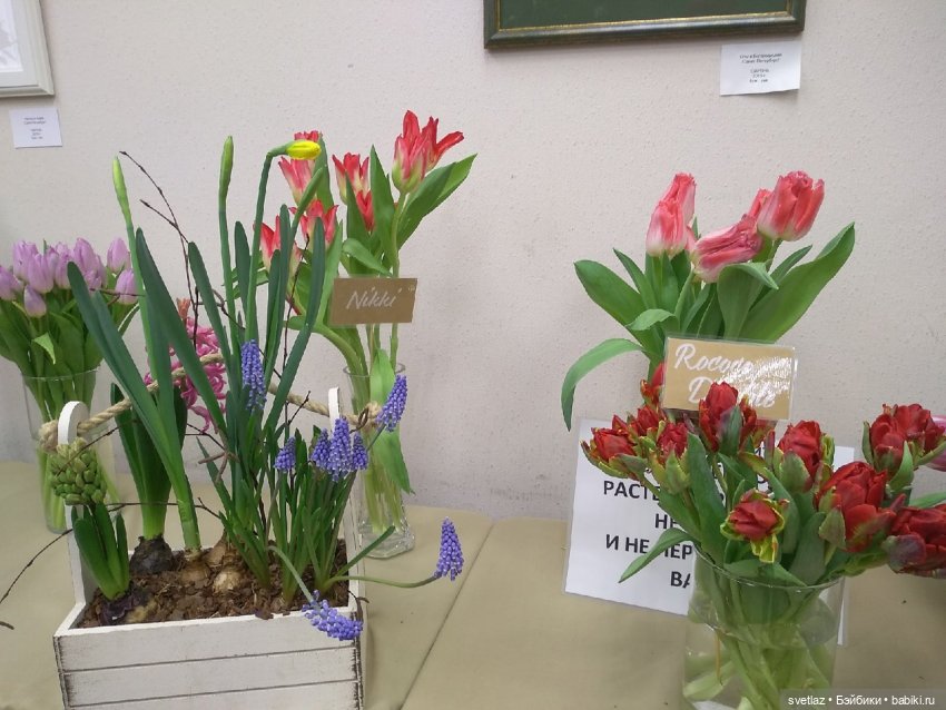 Весна, весна! Цветы, цветы