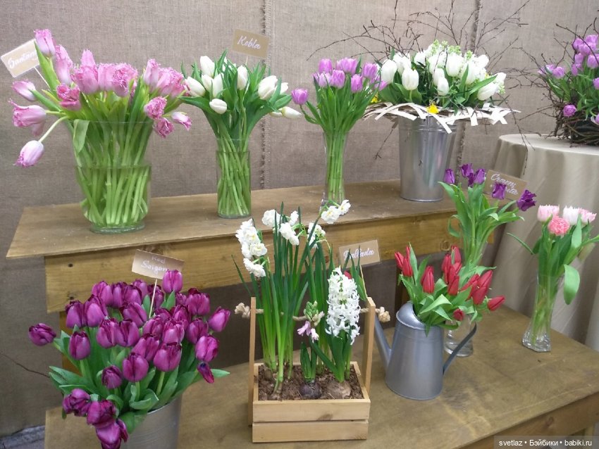 Весна, весна! Цветы, цветы