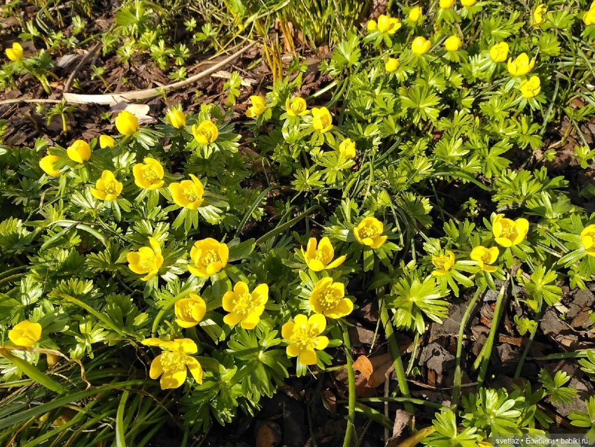 Весна, весна! Цветы, цветы